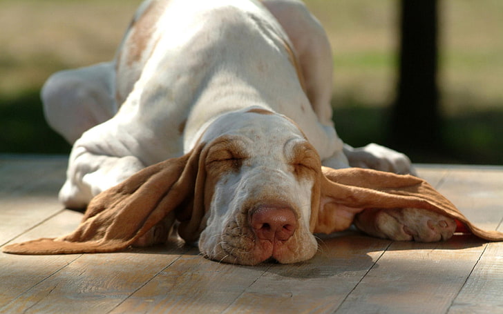 adult lemon and white basset hound, dog, muzzle, ears, sleep