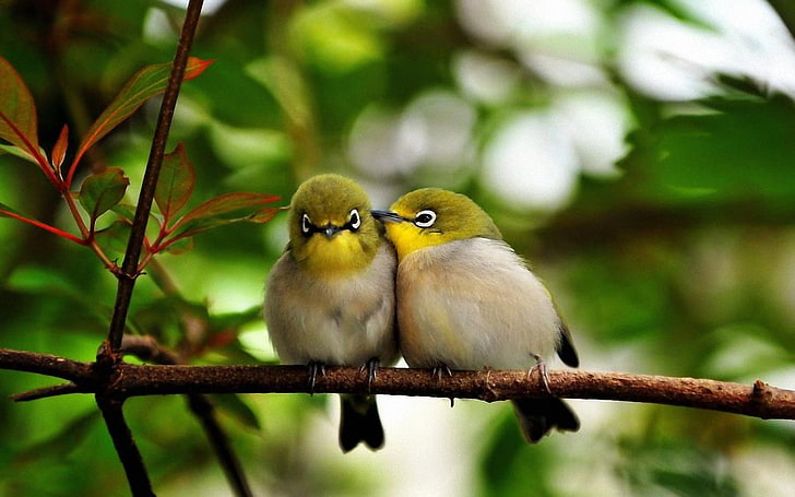 Japanese White Eyed Birds, two gray-and-green lovebirds, Animals
