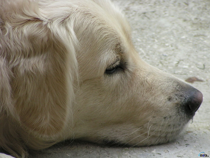 adult yellow Labrador retriever, dog, golden retrievers, face