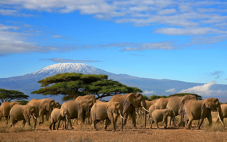 Elephants Herd Tree Mount Kilimanjaro, Kenya Beautiful Wallpaper Hd Widescreen