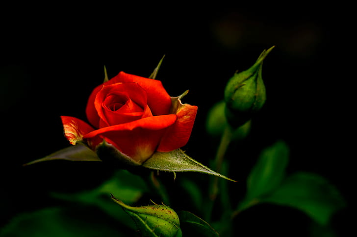 red Rose, rose, Summer, Japan, Kanagawa, Yokohama, Aoba, Outdoor, HD wallpaper