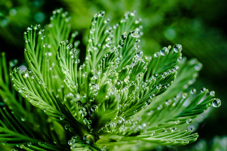 green plants micro photography, parrot, watermilfoil, parrot, watermilfoil, HD wallpaper