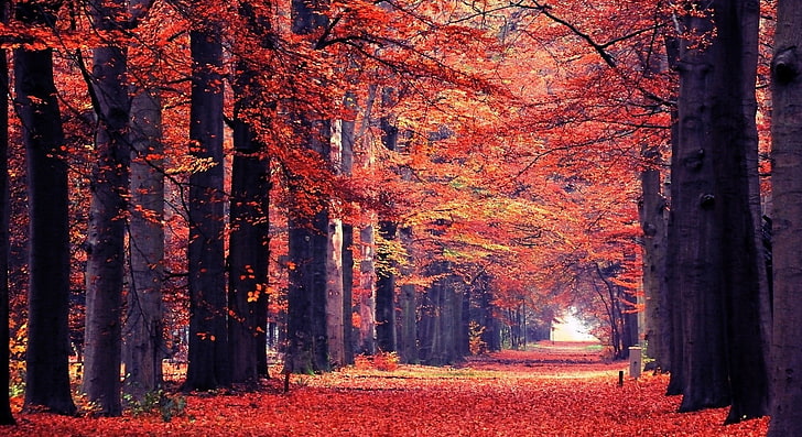 Fall, Seasons, Autumn, Leaves, foliage, Aligned, redtrees, change, HD wallpaper