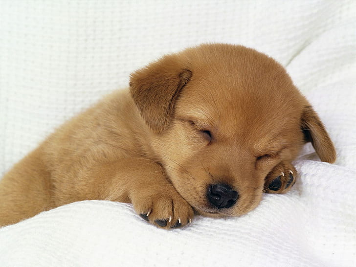 Puppy Dog Sleeping HD, animals, HD wallpaper