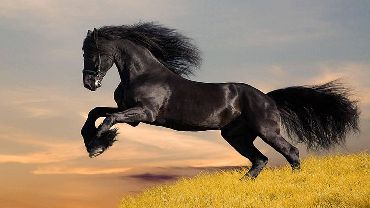 thoroughbred, horse, animal, great dane, silhouette, retriever, HD wallpaper