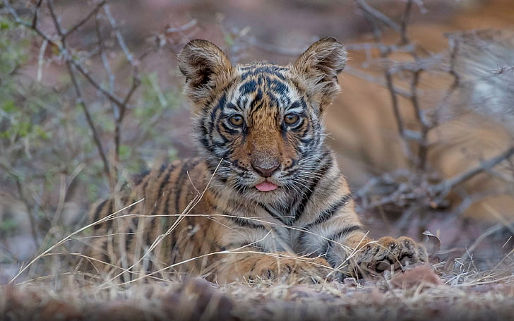 Baby Tiger In Ranthambore National Park For Wildlife In Rajasthan India Wallpaper Hd For Desktop Pc Tablet And Mobile 3840×2400