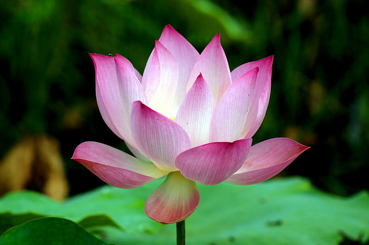selective focus photo of pink Lotus flower, siem reap, angkor, siem reap, angkor, HD wallpaper