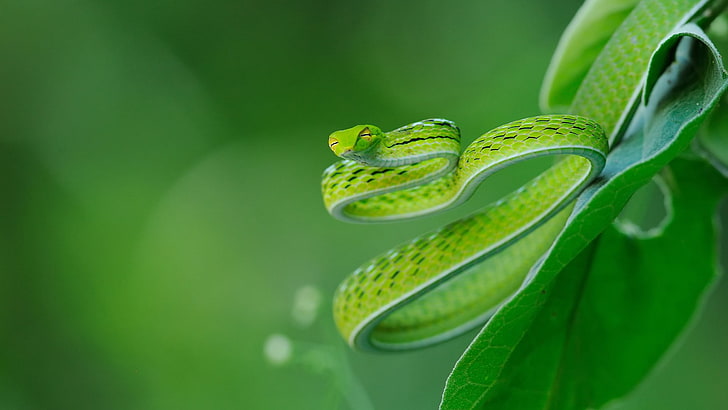 green snake, selective focus photography of green viper on green leaf during daytime
