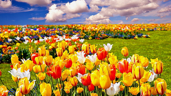 colorful, tulips, spring, clouds, tulip field, flowers, flower field, HD wallpaper