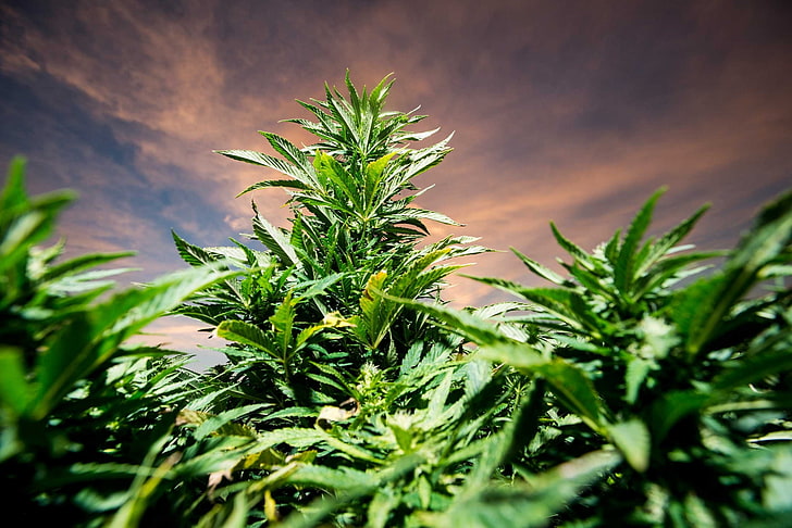 800+ Free Cannabis & Marijuana Images - Pixabay