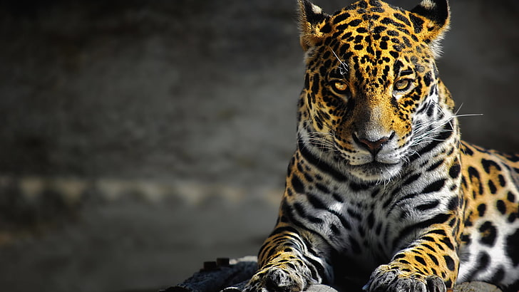 tilt-shift photography of adult leopard, jaguars, digital art
