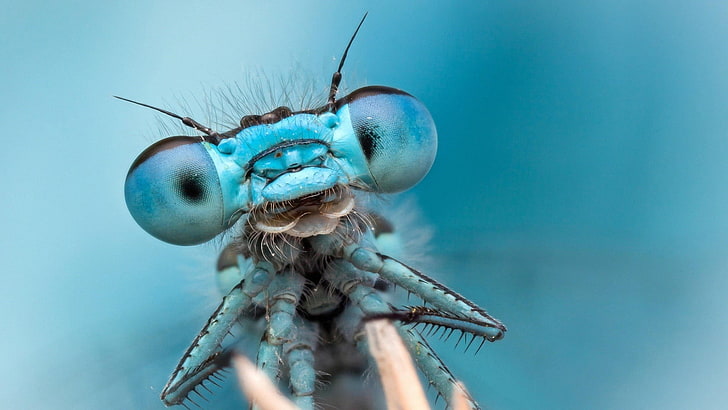 macro shot photography of blue dragon fly, dragonflies, bug, insect