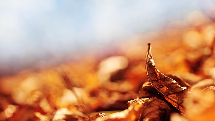 brown dried leaf, closeup, autumn, nature, close-up, selective focus, HD wallpaper