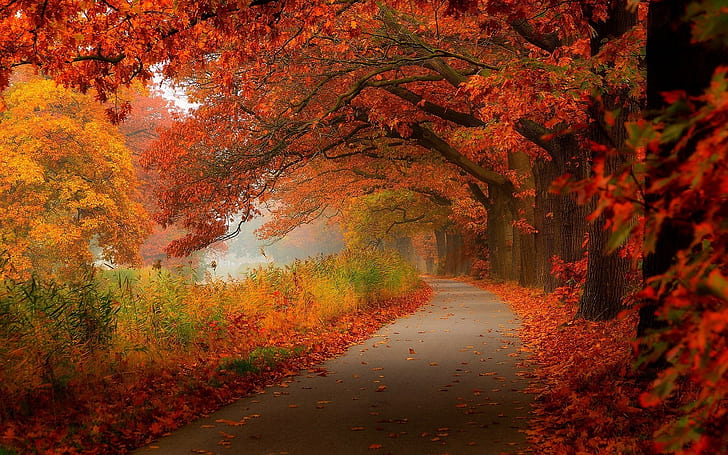 Red leaves, autumn, trees, road
