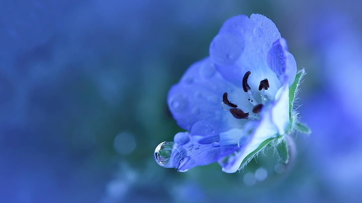 purple and white petaled flower, nature, flowers, water drops, HD wallpaper