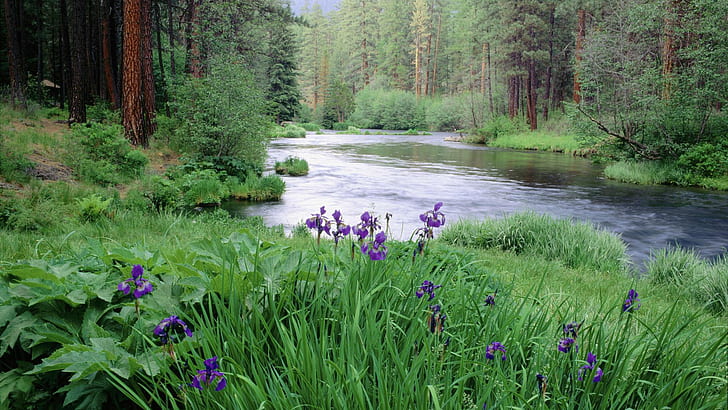 Slow Moving River, water, trees, flowers, nature and landscapes