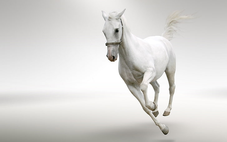 white horse, BACKGROUND, TAIL, MANE, The GOLOP, animal, stallion, HD wallpaper