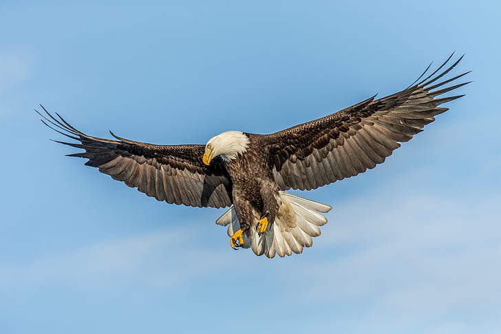 American Eagle on mid air during daytime, Bald Eagle, Searching, HD wallpaper
