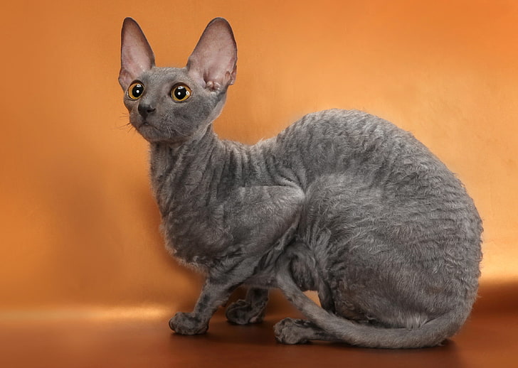 gray Sphynx cat, cornish rex, breed, mutant, animal, pets, domestic Cat