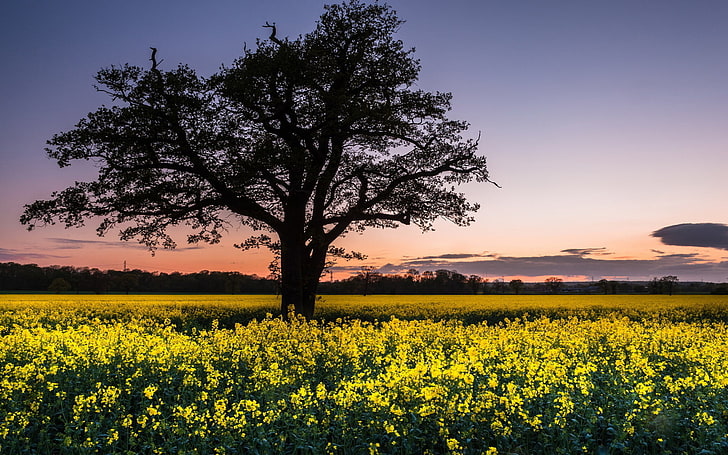 trees, Rapeseed, blossom, horizon, sky, spring, beauty in nature, HD wallpaper