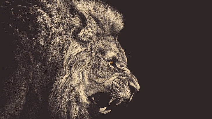 lion, sepia, anger, animals