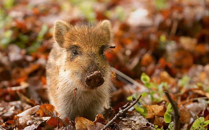 Little Wild Boar, small, young, animals, HD wallpaper