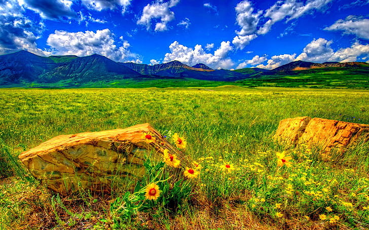 Summer Wild Flowers Stones Meadow Mountain Blue Sky With White Clouds Landscape Nature Desktop Wallpaper Hd 1920×1200, HD wallpaper