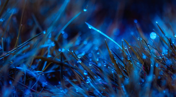 Moonlit Dew, brown grass, Aero, Macro, Blue, Drops, Night, Close, HD wallpaper