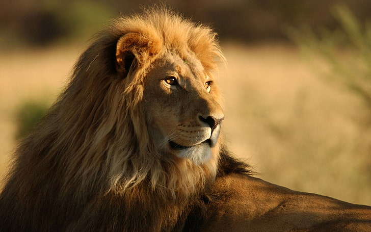 male lion, face, mane, predator, lion - Feline, wildlife, safari Animals, HD wallpaper