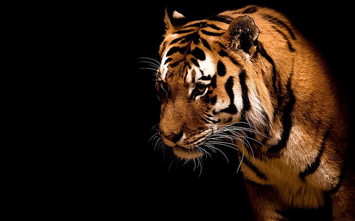 tiger, animals, big cats, animal themes, one animal, animal wildlife, HD wallpaper