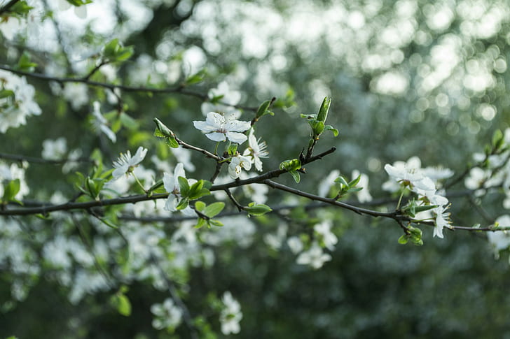 blossom, white flowers, spring, branch, HD wallpaper