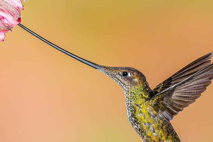 green and black Hamming Bird, Hilt, Close-up, Sword-billed Hummingbird, HD wallpaper