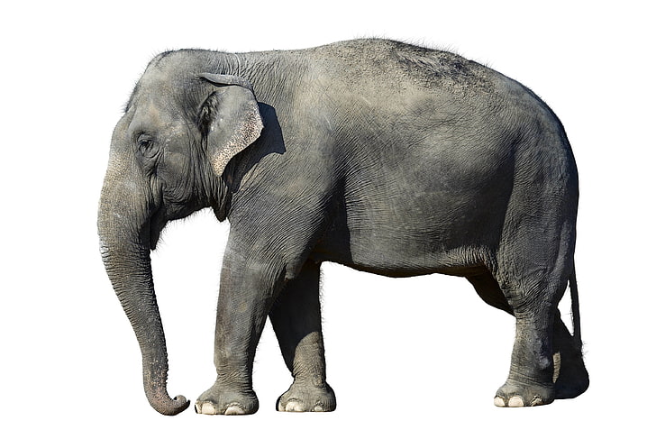 gray elephant, white background, large, animal, mammal, wildlife