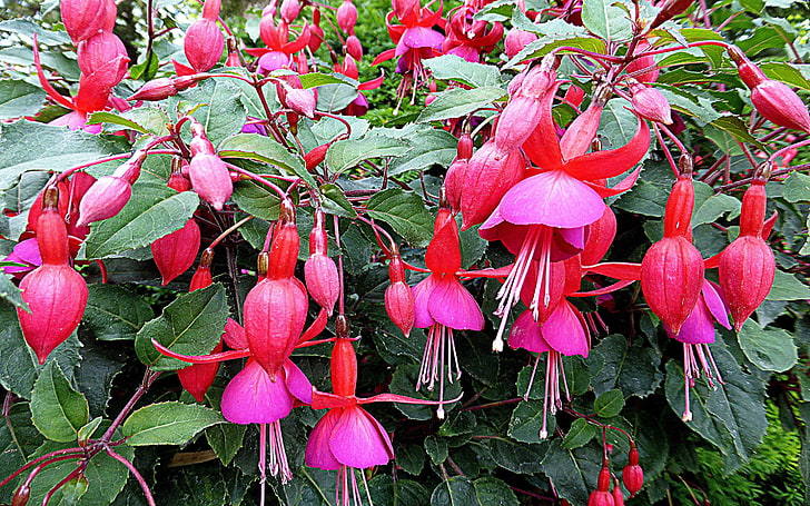 Red Fuchsia Is A Genus Of Flowering Plants Shrubs Or Small Trees Triphylla, Was Discovered On The Caribbean Island Of Hispaniola In 1696 1697 By The French, HD wallpaper