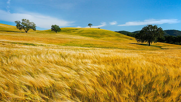 hay field during daytime, wheat, wheat, in the Wind, landscape, HD wallpaper