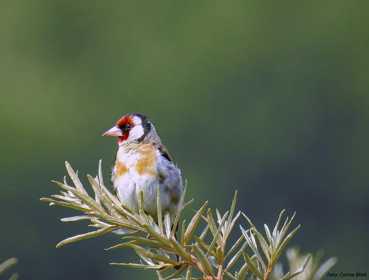 selective photography of white, red, and brown bird, Goldfinch