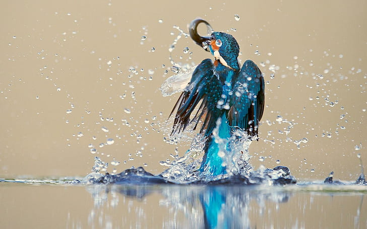 Kingfisher Bird Water Spray Catch Drops Reflection Desktop, birds, HD wallpaper