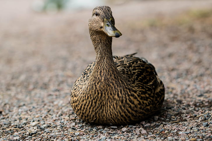 brown Duck, Female, Botanic garden, Botaniska trädgården, Lund