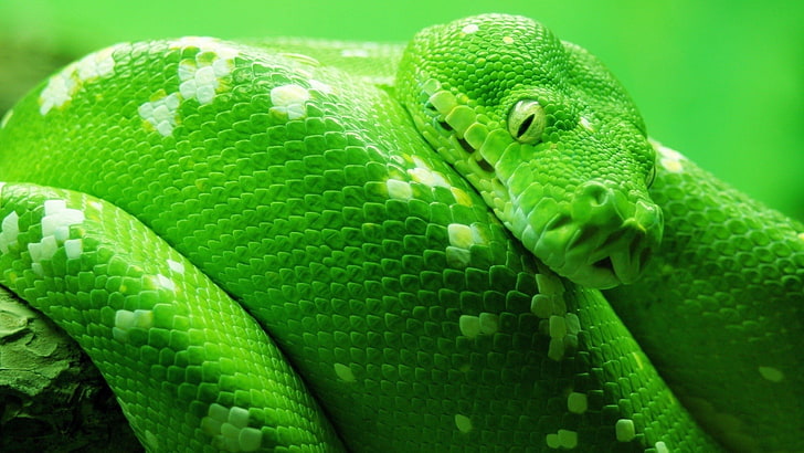 green and white python, nature, animals, snake, reptiles, green color