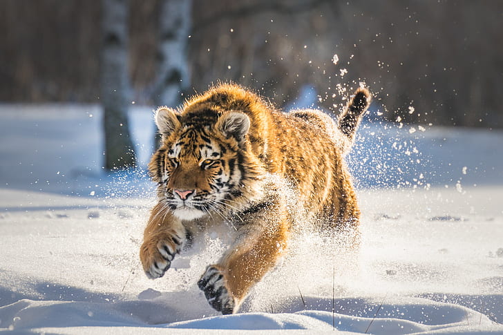 big cats, animals, tiger, running, winter, snow, mammals