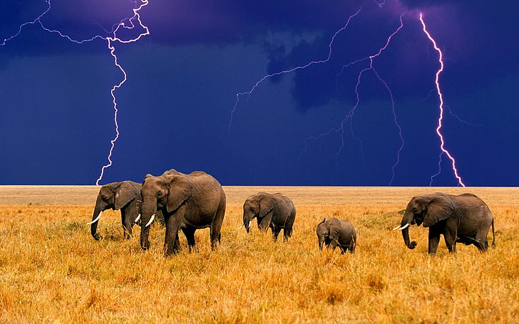 five grey elephants, animals, lightning, field, sky, storm, environment