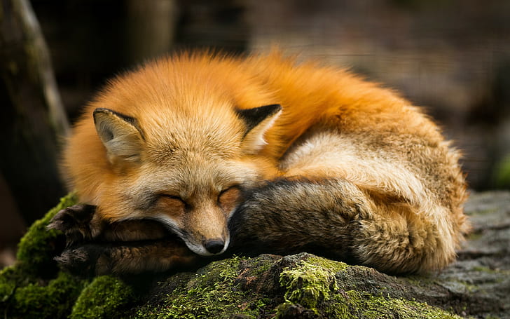 fox, nature, animals, sleeping, HD wallpaper