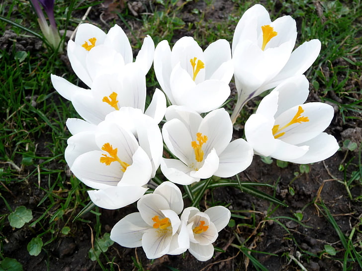 white flowers, crocuses, primroses, loose, spring, nature, plant, HD wallpaper
