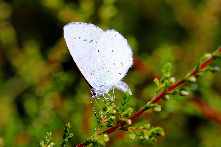 animal, butterflies, butterfly, celastrina argiolus, holly blue