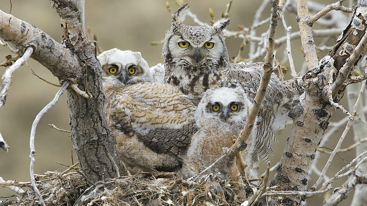 Mama Owl Her Cubs, 3 owls, nice, prey, beautiful, family, animals