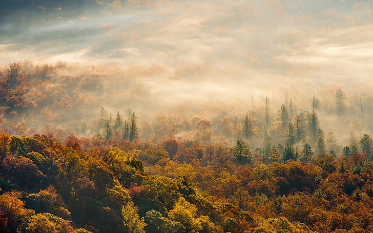 Morning, autumn forest fog, green forest photo