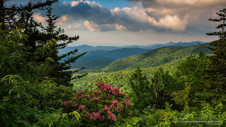 Mountain Laurel, Blue Ridge Parkway, North Carolina, Spring/Summer, HD wallpaper