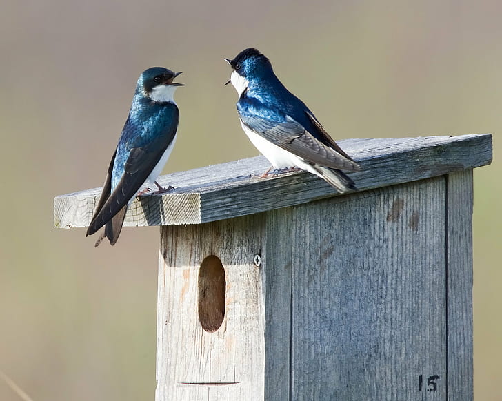 two blue-and-gray birds on gray wooden bird house, Matched, Pair