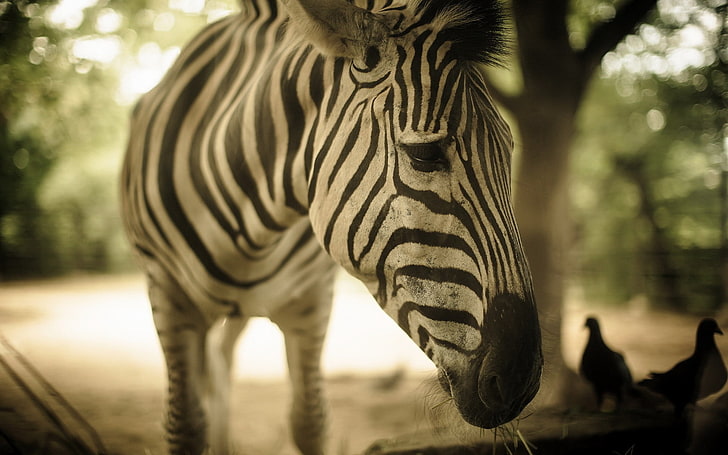 white and black zebra, animals, zebras, animal wildlife, animal themes, HD wallpaper