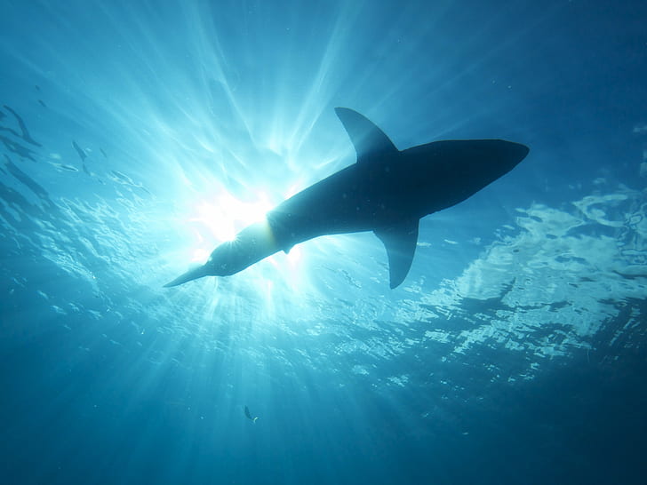 underwater photography of fish during daytime, great white shark, great white shark, HD wallpaper